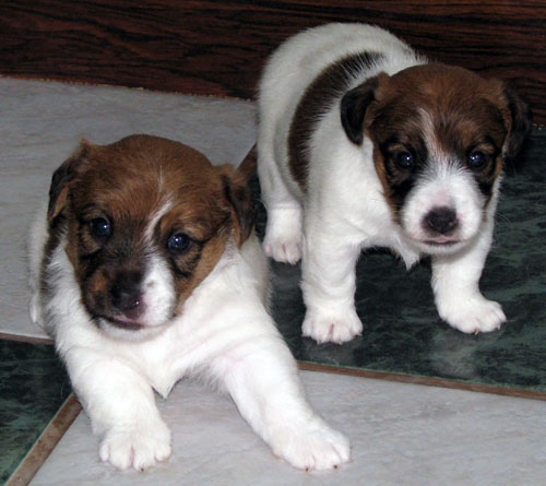 Vendo cuccioli Jack Russell prezzo