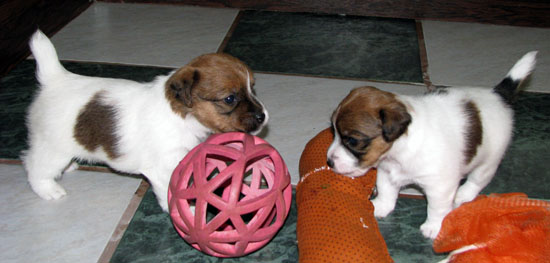 Vendo cuccioli Jack Russell prezzo