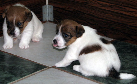 JRT puppies - broken & rough