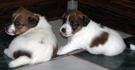 JRT puppies - broken & rough