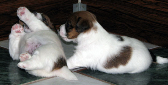 100% Top Quality Australian Jack Russell Terier puppies