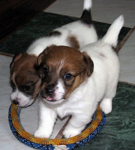 JRT puppies - broken & rough