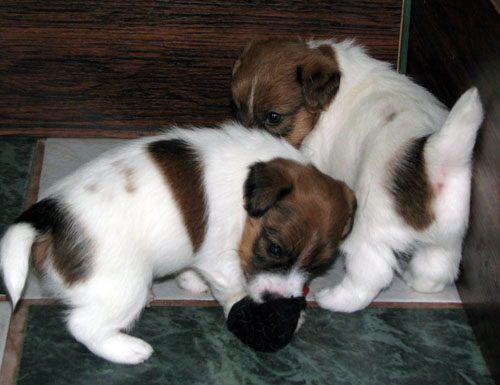 JRT puppies - broken & rough