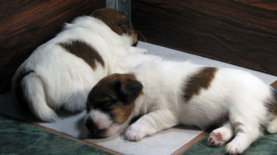 100% Top Quality Australian Jack Russell Terier puppies