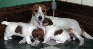 Jack Russell Terrier