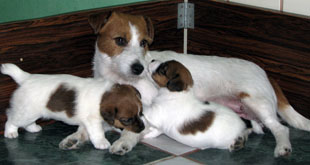 Jack Russell Terrier