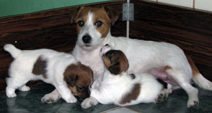 Puppies of Jack Russell Terrier