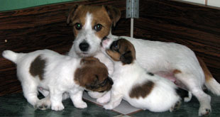 Štěňata Jack Russell Terriera