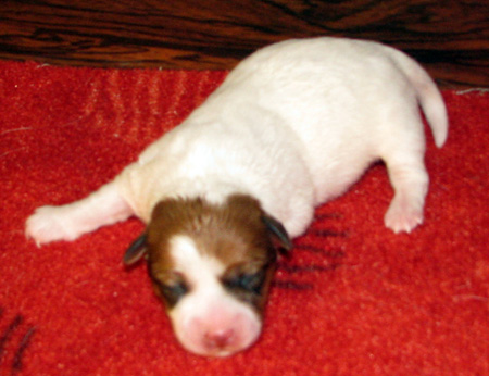 100% Top Quality Australian Jack Russell Terier puppies