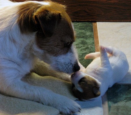 Vendita cuccioli Jack Russell Terrier prezzo