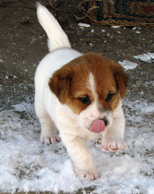 Jack Russell Terrier