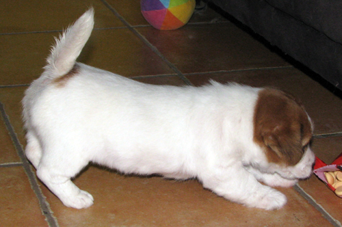 Top Quality Australian Jack Russell Terier puppies