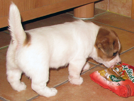 Australský Jack Russell Terier - štěně - Štítary - Šumná