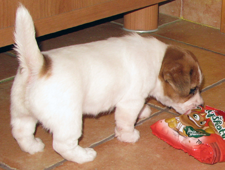 Vendita cuccioli Jack Russell Terrier prezzo