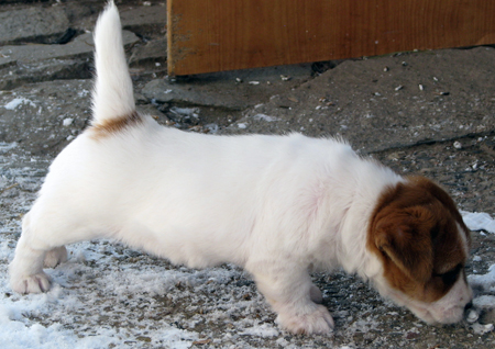 Vendita cuccioli Jack Russell Terrier prezzo