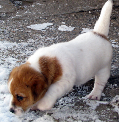 Australský Jack Russell Terier - štěňata