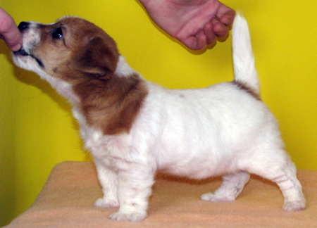 Jack Russell Terrier australiano - una cucciola