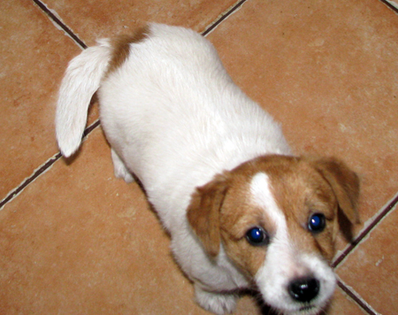 Jack Russell Terrier australiano - cuccioli