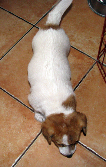 Vendita cuccioli Jack Russell Terrier prezzo