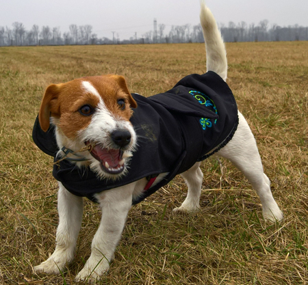 Australský Jack Russell Terier - štěně - Štítary - okres Znojmo