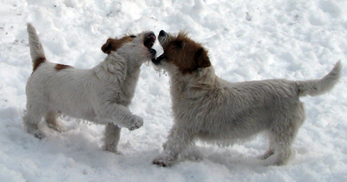 Top Quality Australian Jack Russell Terier puppy