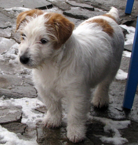 Top Quality Australian Jack Russell Terier puppy