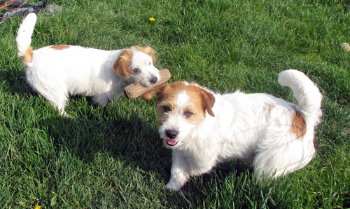 Ein Welpe des Jack Russell Terrier - Tschechische Republik