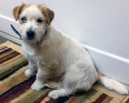 A rough coated Jack Russell Terrier puppy
