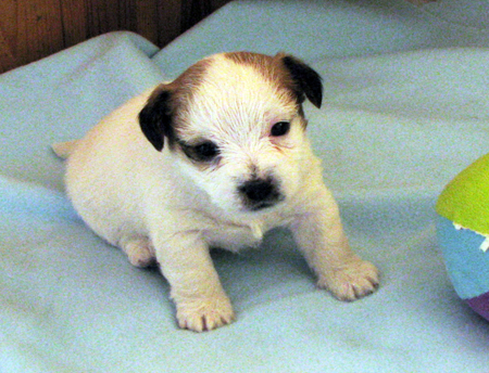 Vendita cuccioli Jack Russell Terrier prezzo