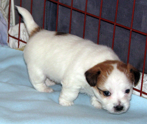 Top australische Jack Russell Terrierwelpen - Stitary - Sumna