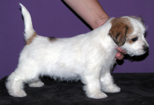 Jack Russell Terrier