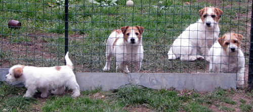 Jack Russell Terrier - a male puppy - Stitary - Sumna