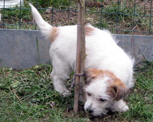 Jack Russell Terrier