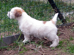 Jack Russell Terrier