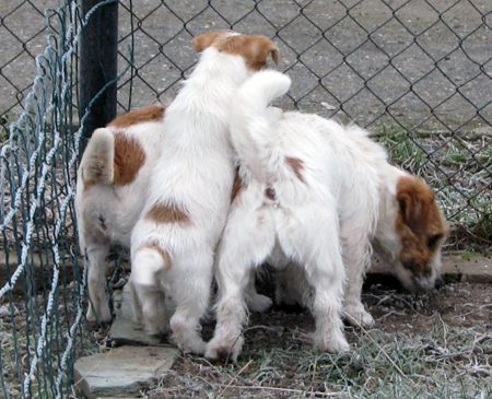 JRT puppy - rough coated - Stitary - Znojmo (Znaim) District