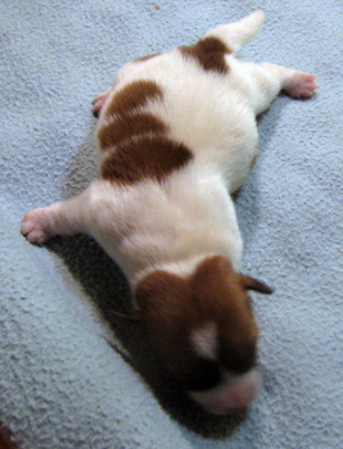 Jack Russell Terrier - a puppy