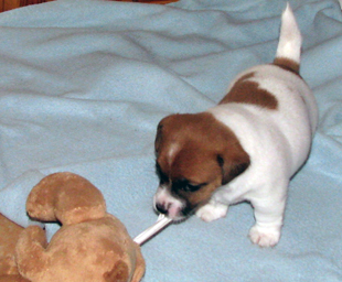 Jack Russell Terrier - štěně