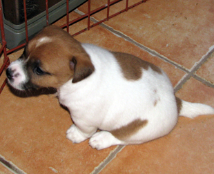 Štěně Jack Russell Terriera