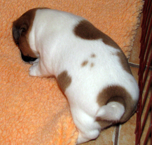 Štěně Jack Russell Terriera