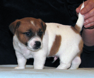 Jack Russell Terrier - štěně