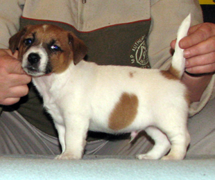 Jack Russell Terrier - štěně