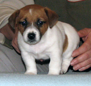 Jack Russell Terrier - štěně