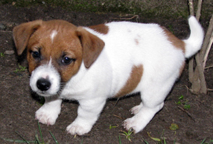 Jack Russell Terrier - štěně