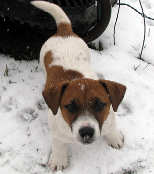 Štěně Jack Russell Terriera