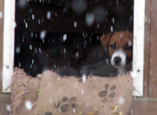 Jack Russell Terrier - štěně