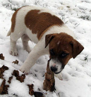 Štěně Jack Russell Terriera