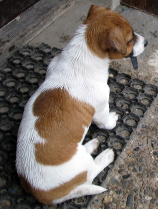 Štěně Jack Russell Terriera