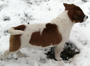 Jack Russell Terrier - štěně