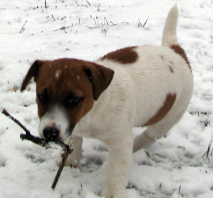 Jack Russell Terrier - štěně