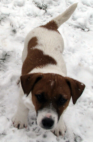 Štěně Jack Russell Terriera